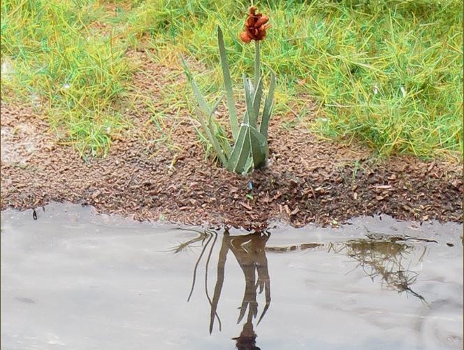 Deluxe Materials Aqua Magic 250ml